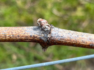 Easter buds - Heppington