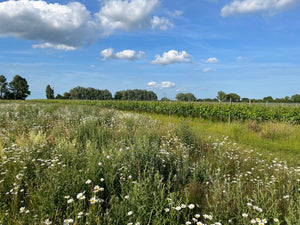 Floral display - Heppington