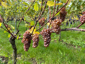 Gris Expectations - Heppington