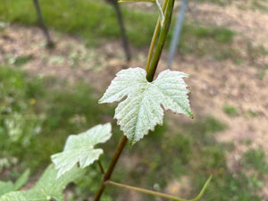 Miller Meunier - Heppington