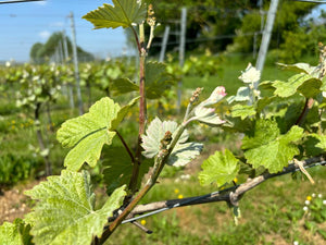 Vine times - Heppington