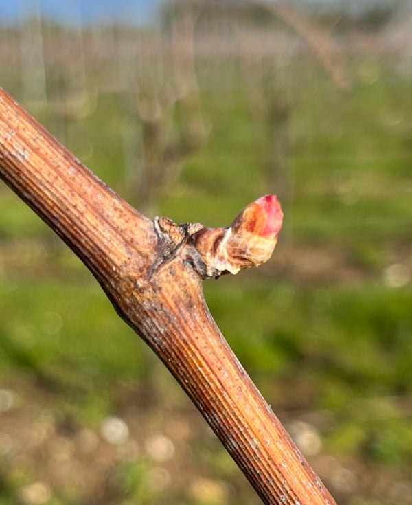 Bud burst