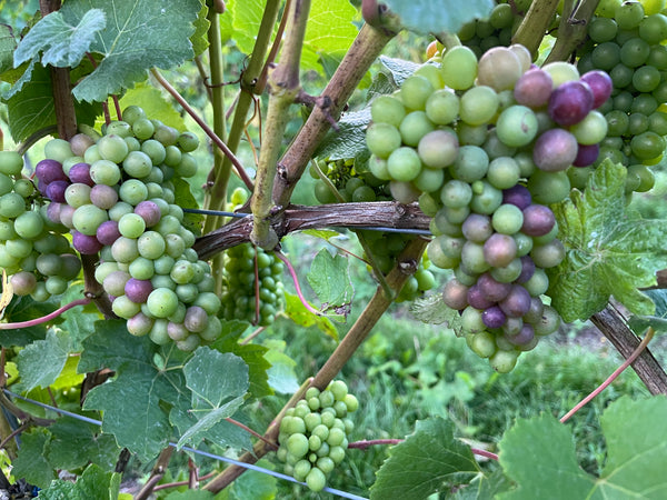Veraison