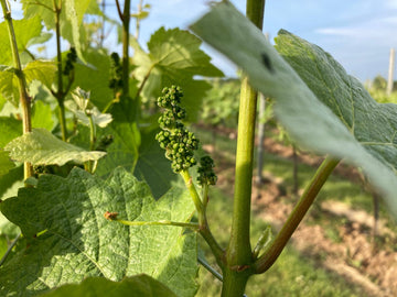 Baby grapes - Heppington