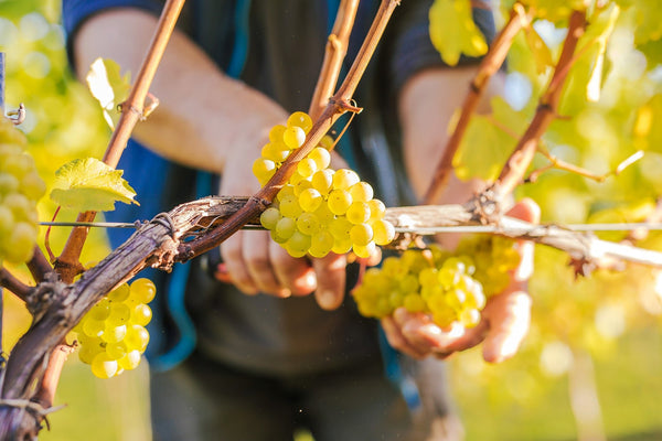 Chardonnay in the UK 🤘 - Heppington