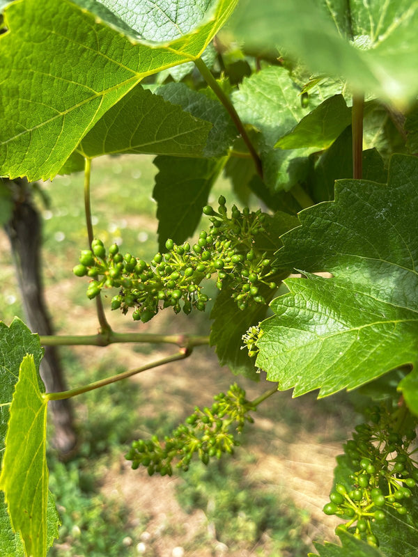 Flowering - Heppington