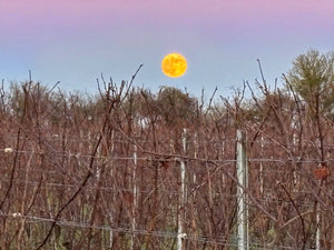 Full moon rising - Heppington