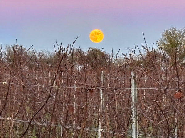 Full moon rising - Heppington