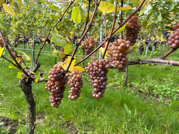 Gris Expectations - Heppington