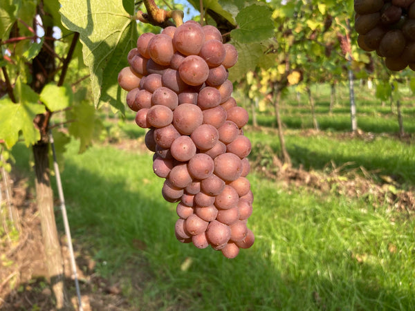 Harvest?? - Heppington