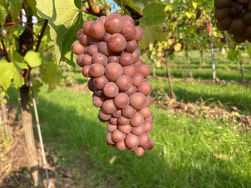Harvest?? - Heppington