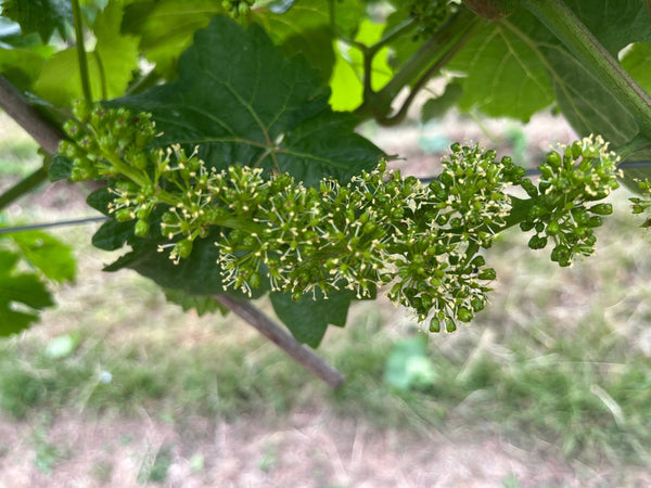 Here we go - Heppington