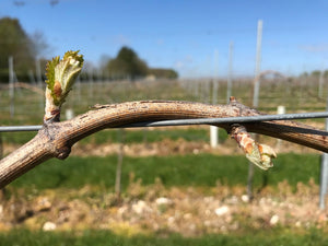 Hope springs eternal as a new growing season bursts into life throughout the vineyard. - Heppington