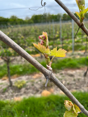 Racing along - Heppington