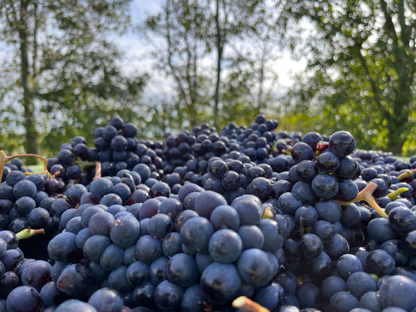 Rosé harvest - Heppington