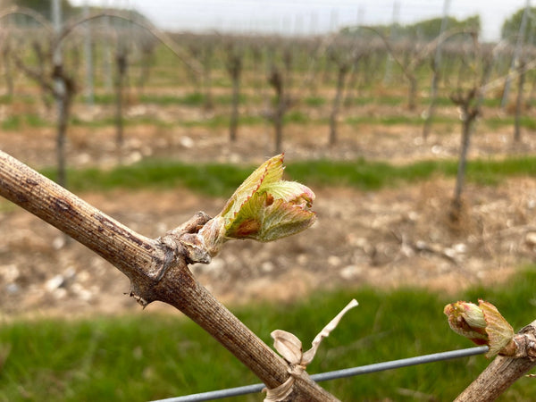 The darling buds of April - Heppington