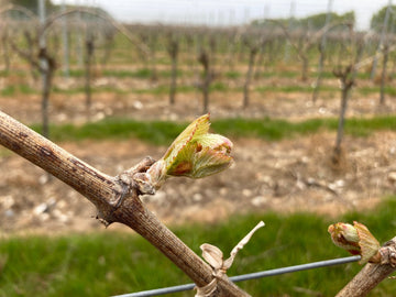 The darling buds of April - Heppington