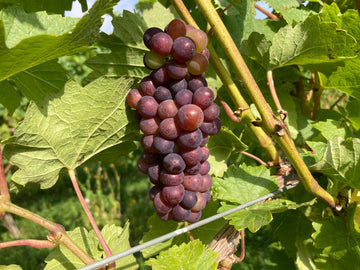 Veraison - Heppington