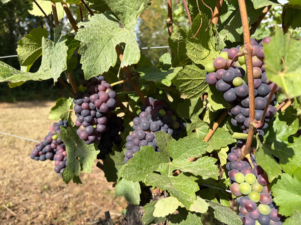 Veraison - Heppington